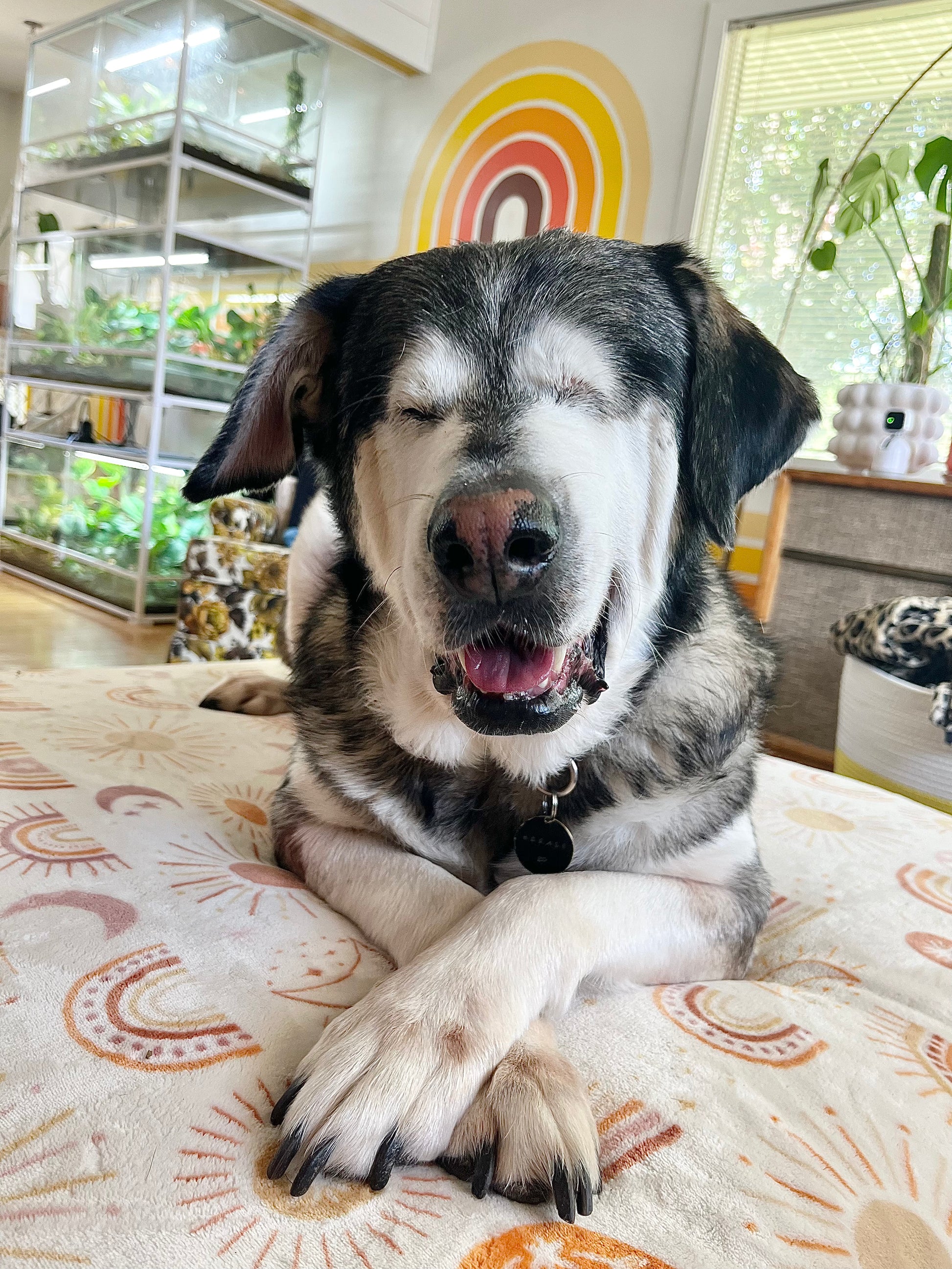 Horace's Tip Jar (See Instructions Under "Product Details")