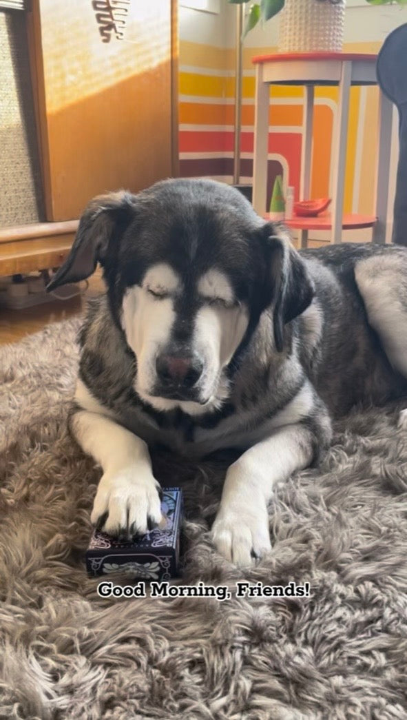 A Personal HORACEscope Reading // 3 Cards