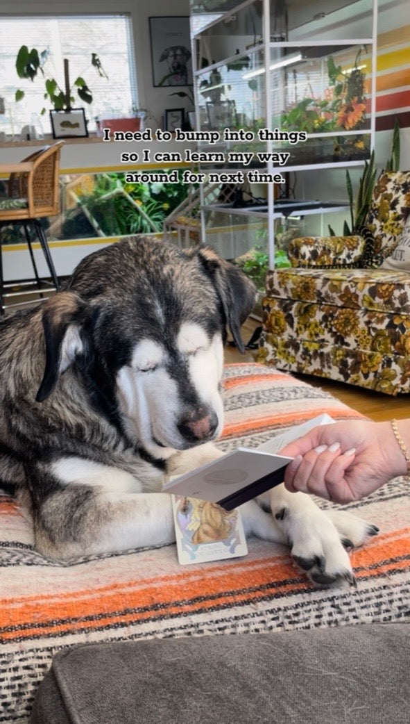 A Personal HORACEscope Reading // 3 Cards