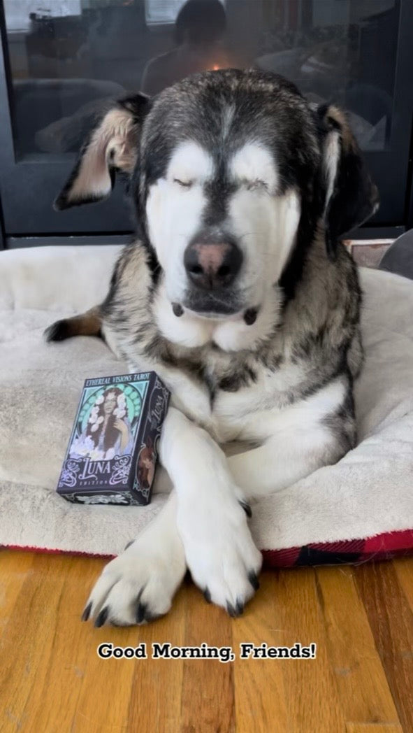 A Personal HORACEscope Reading // 3 Cards